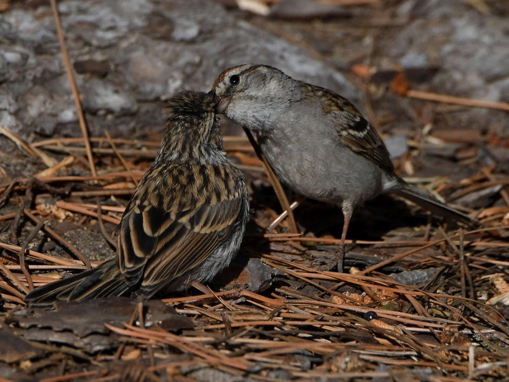 Sparrow22.jpg