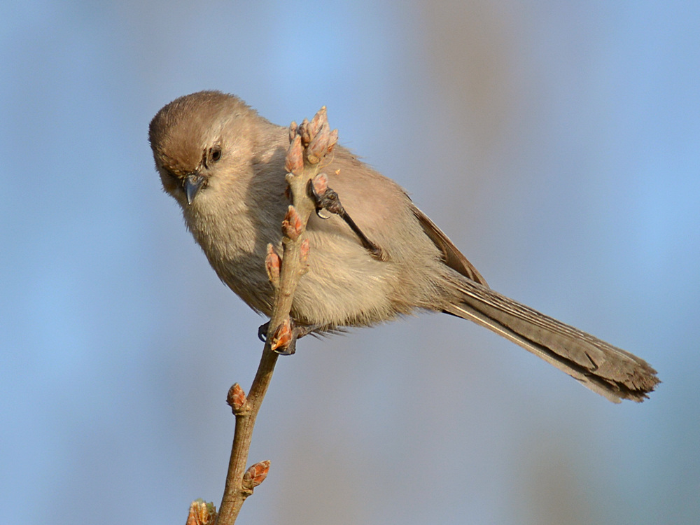 Sparrow3.jpg