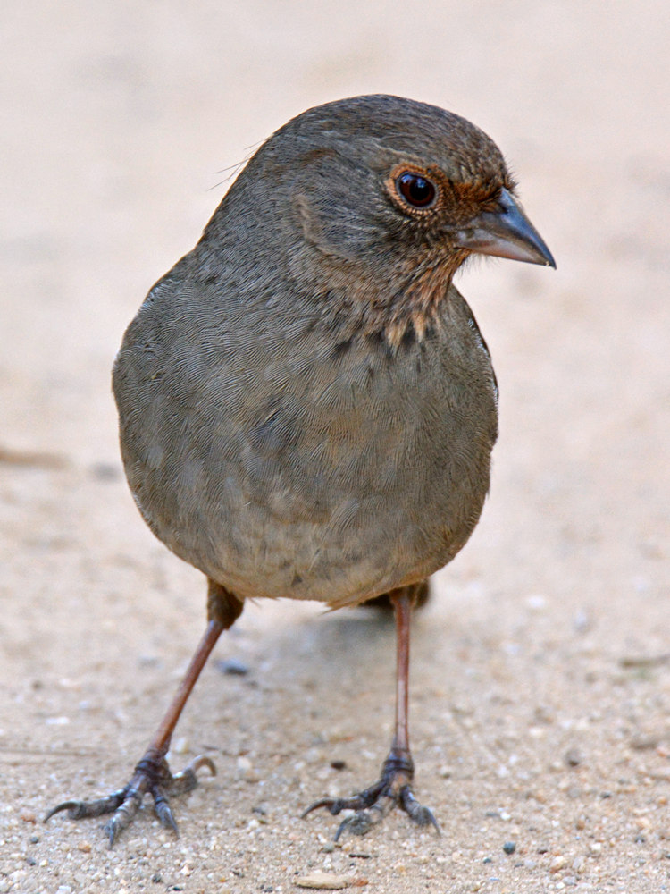 Sparrow3.jpg