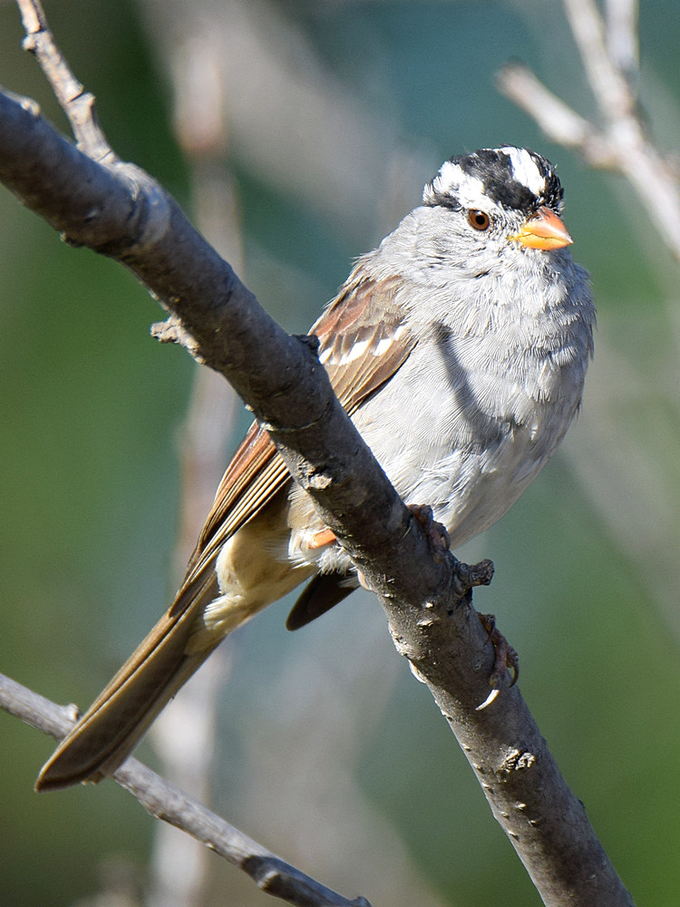 Sparrow3.jpg