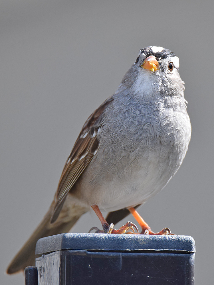 Sparrow3.jpg