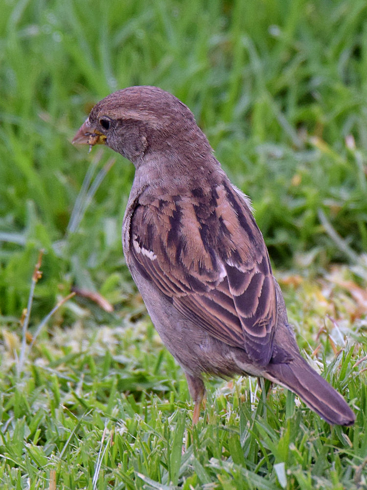 Sparrow3.jpg