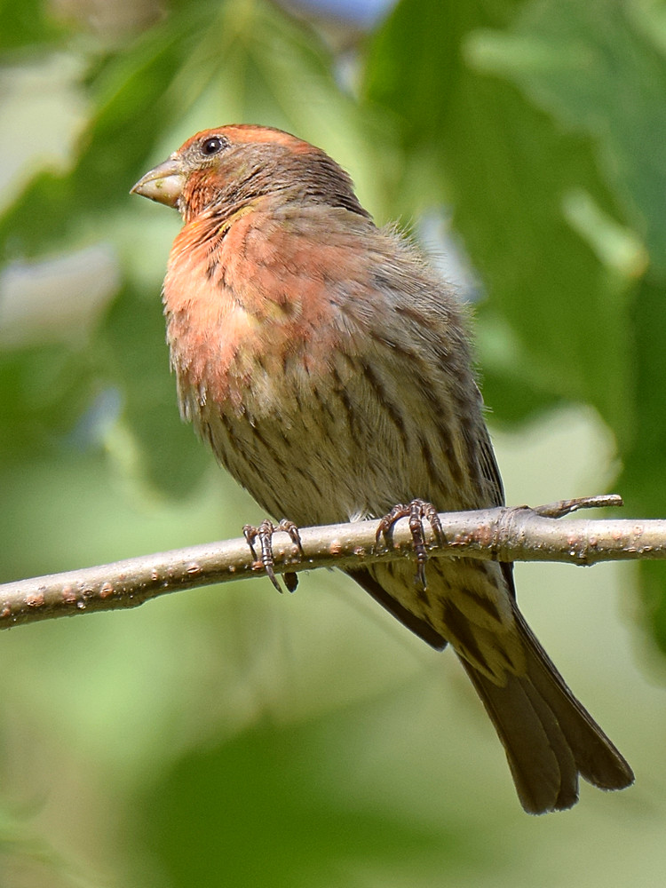 Sparrow3.jpg