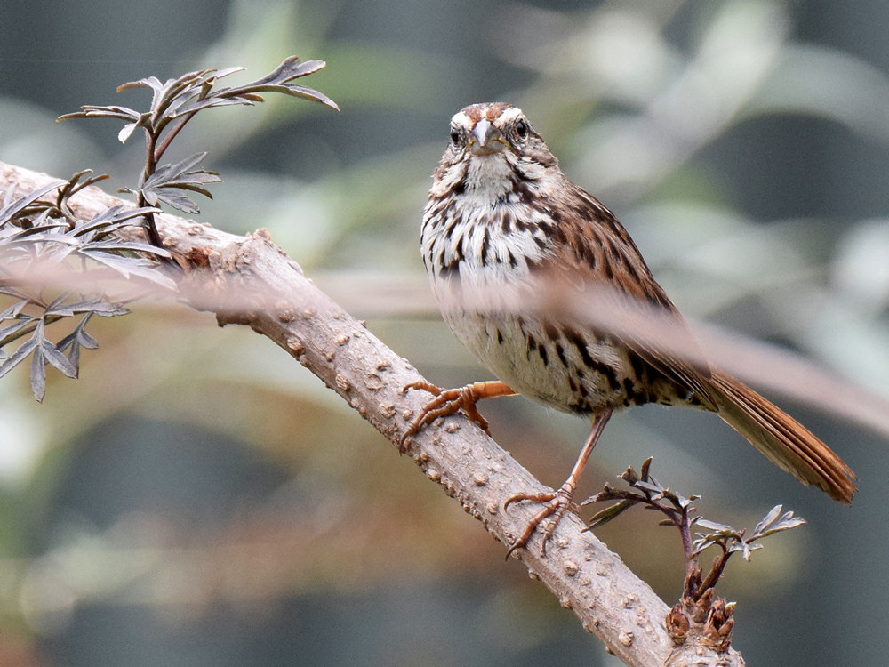 Sparrow3.jpg