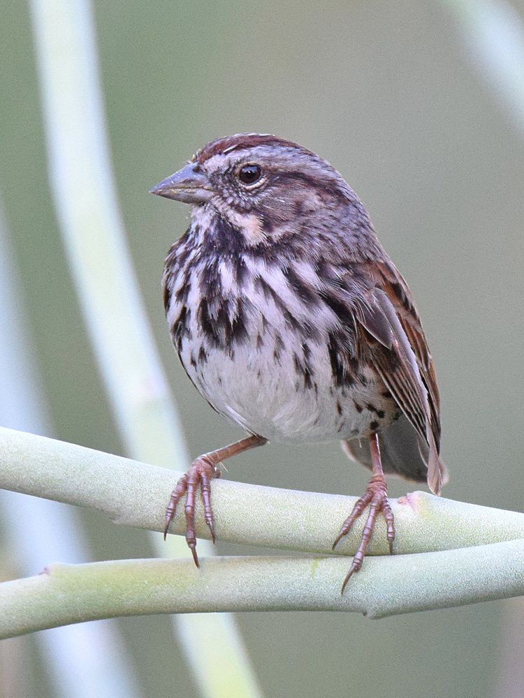 Sparrow3.jpg