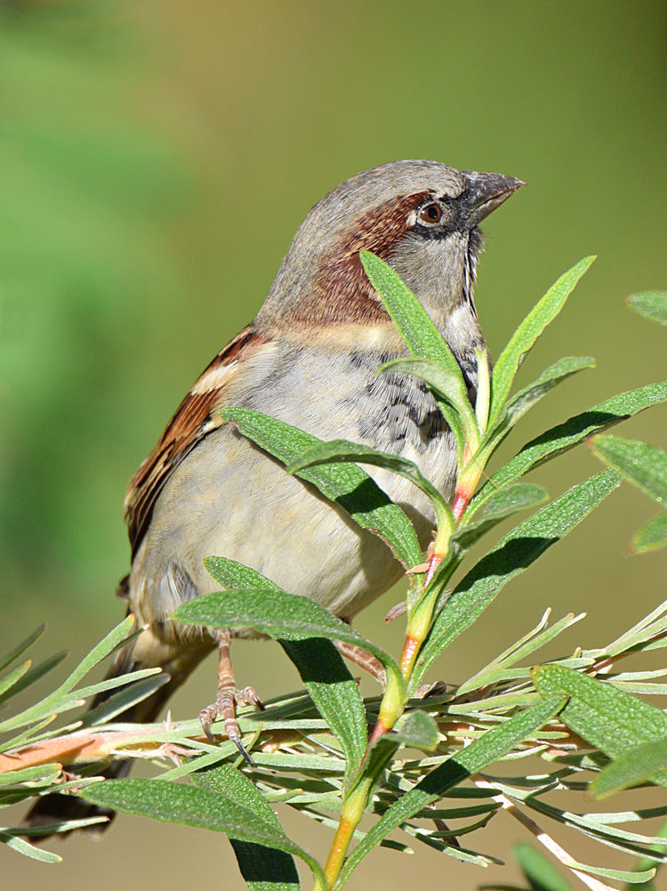 Sparrow3.jpg