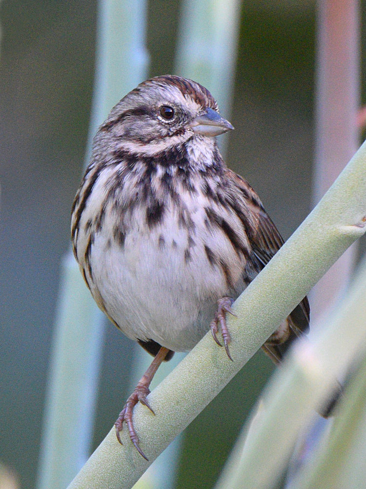 Sparrow3.jpg