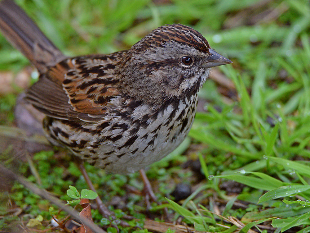 Sparrow3.jpg