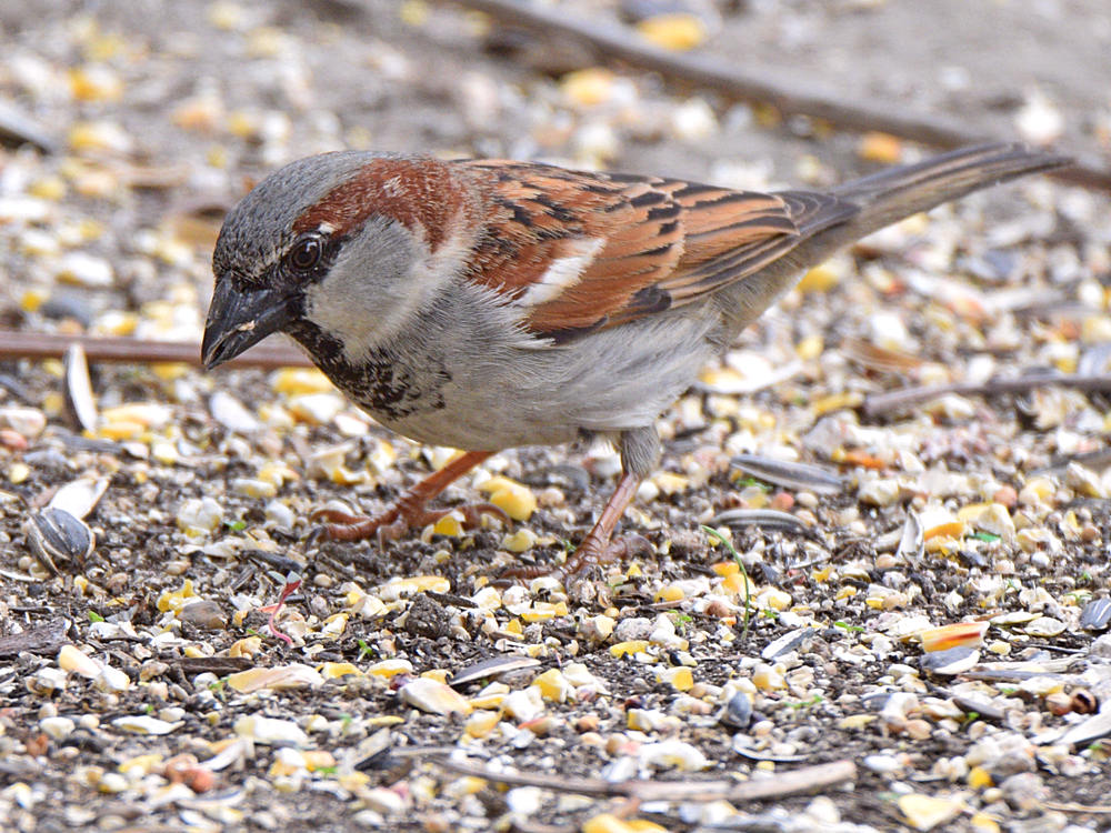 Sparrow3.jpg