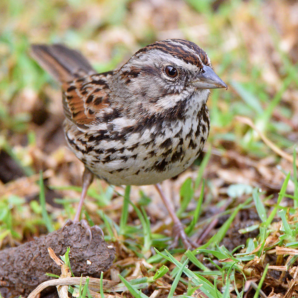 Sparrow3.jpg