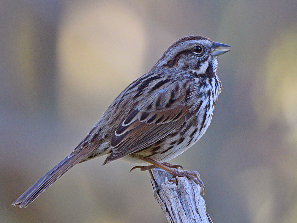 Sparrow3.jpg