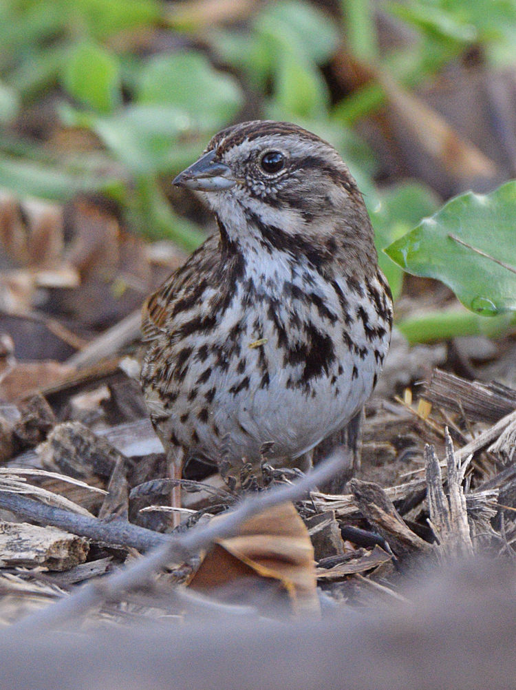 Sparrow3.jpg