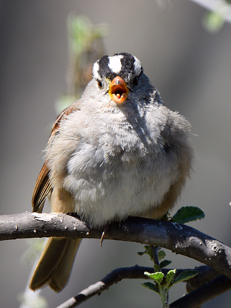 Sparrow3.jpg
