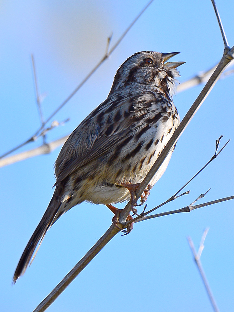Sparrow3.jpg