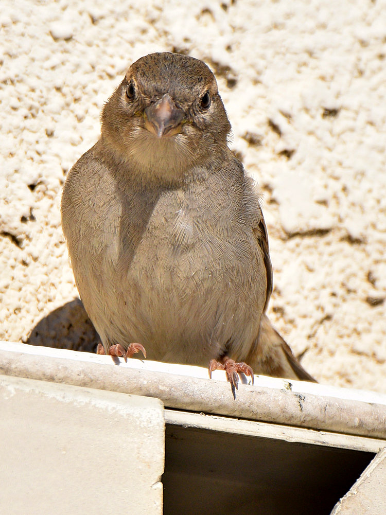 Sparrow3.jpg