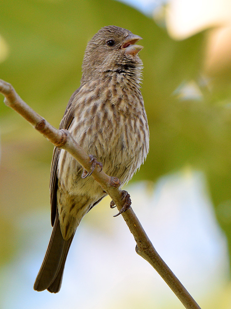 Sparrow3.jpg
