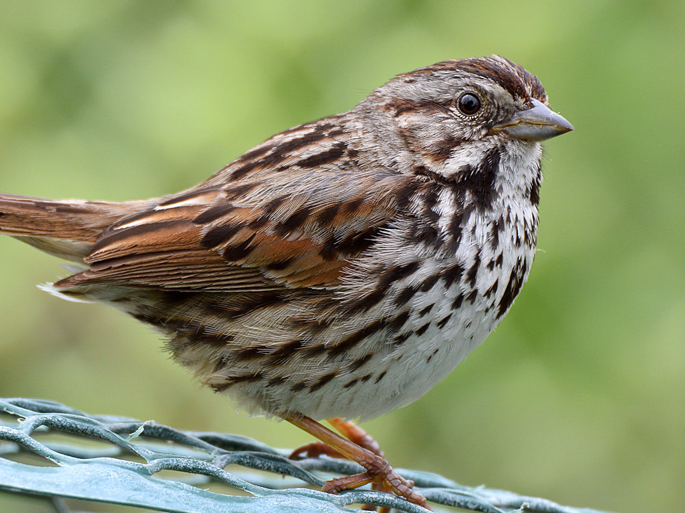 Sparrow3.jpg