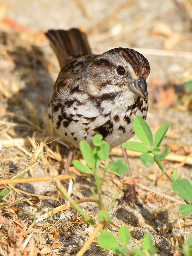 Sparrow3.jpg