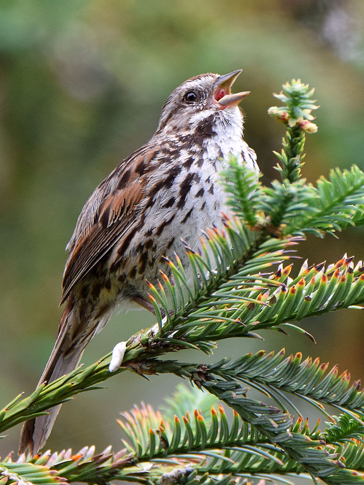 Sparrow3.jpg