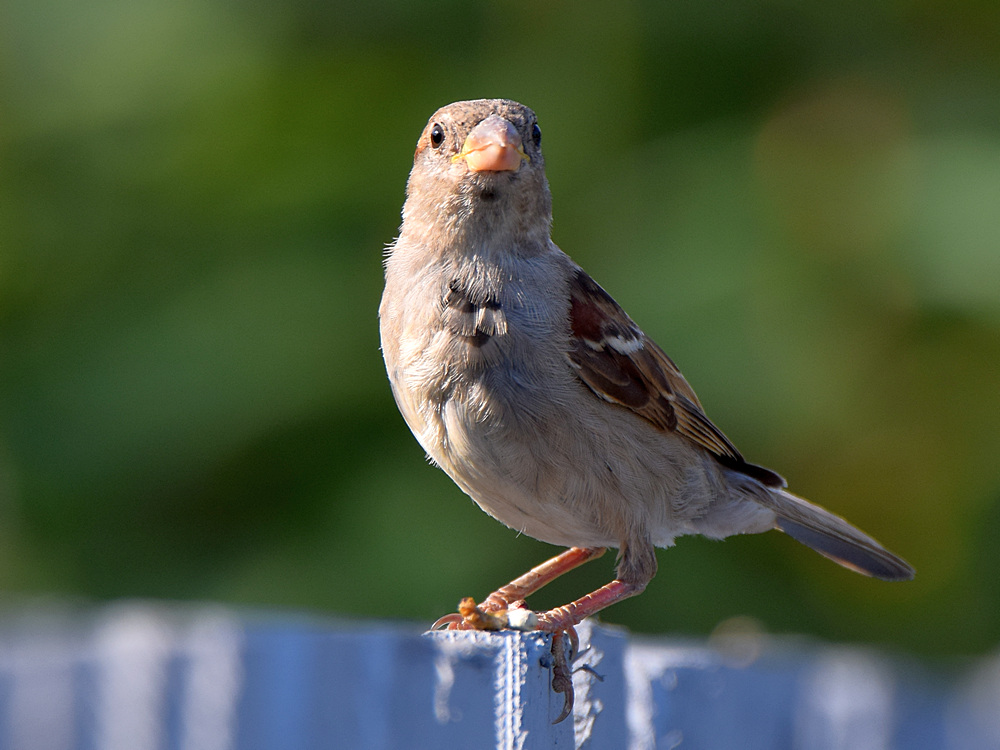 Sparrow3.jpg