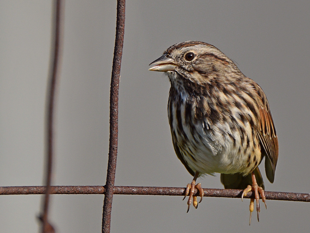 Sparrow3.jpg
