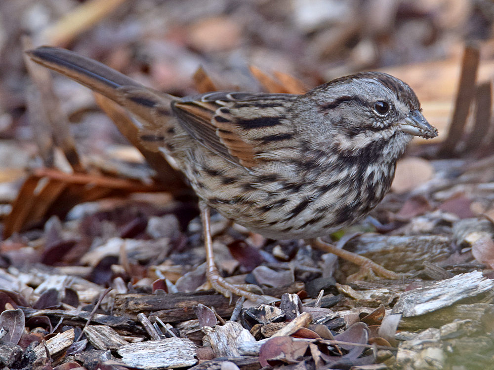 Sparrow3.jpg