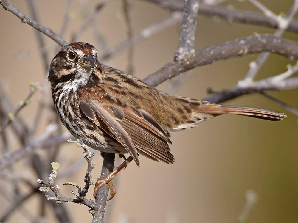 Sparrow3.jpg