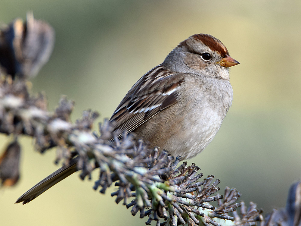 Sparrow3.jpg