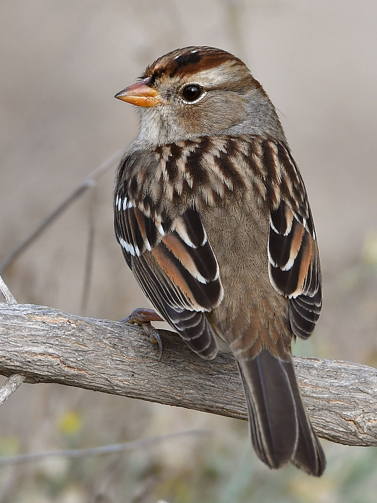 Sparrow3.jpg