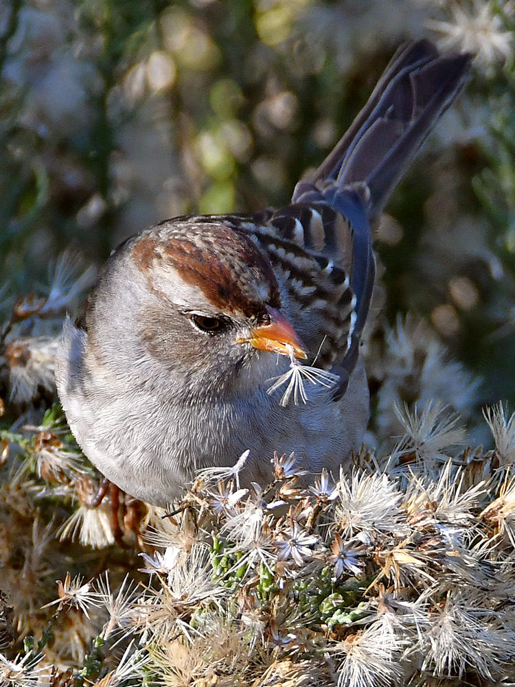 Sparrow3.jpg
