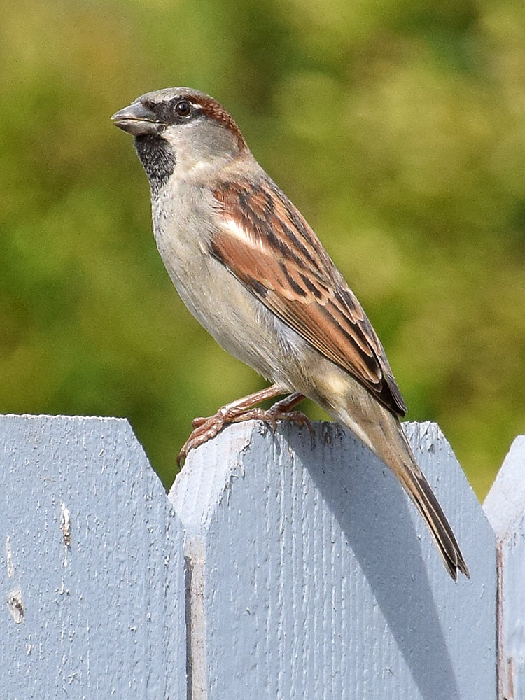 Sparrow3.jpg