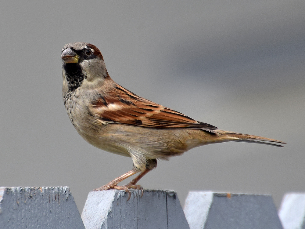Sparrow3.jpg