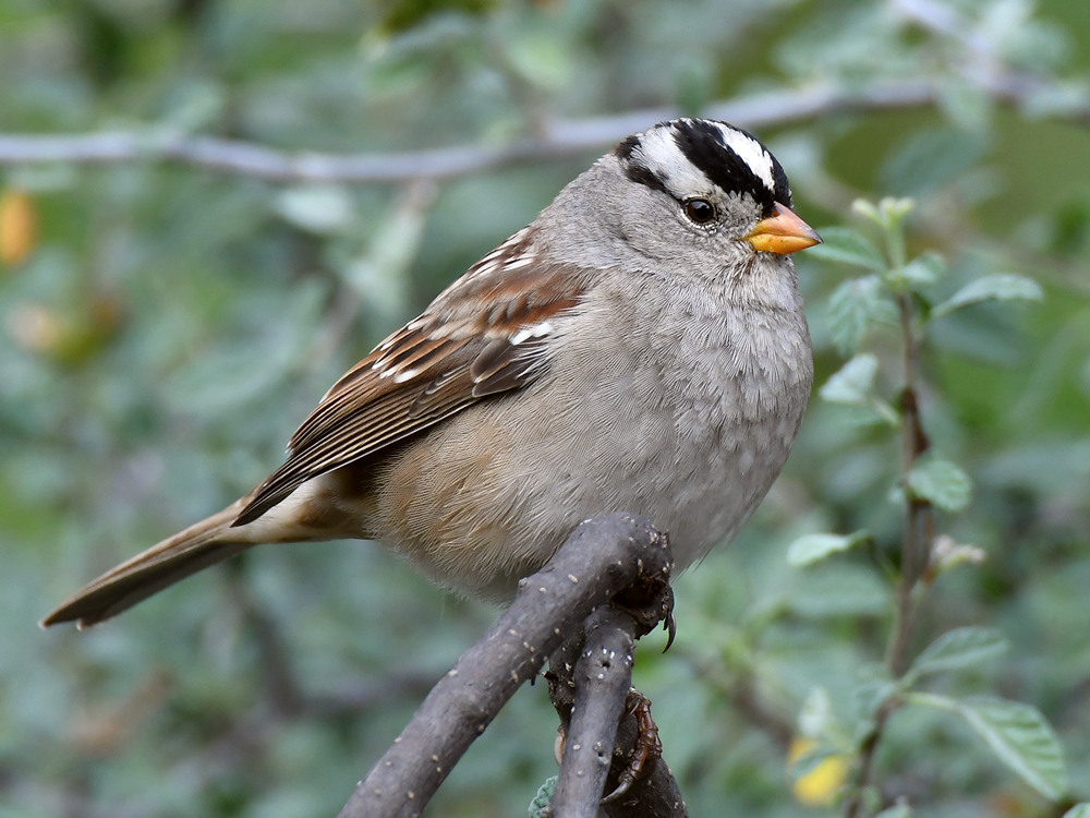 Sparrow3.jpg