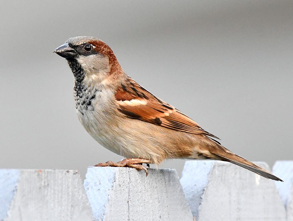 Sparrow3.jpg