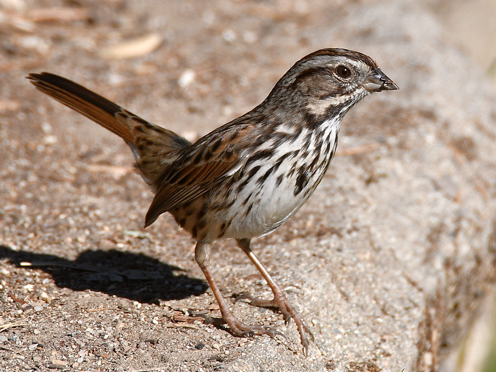 Sparrow3.jpg