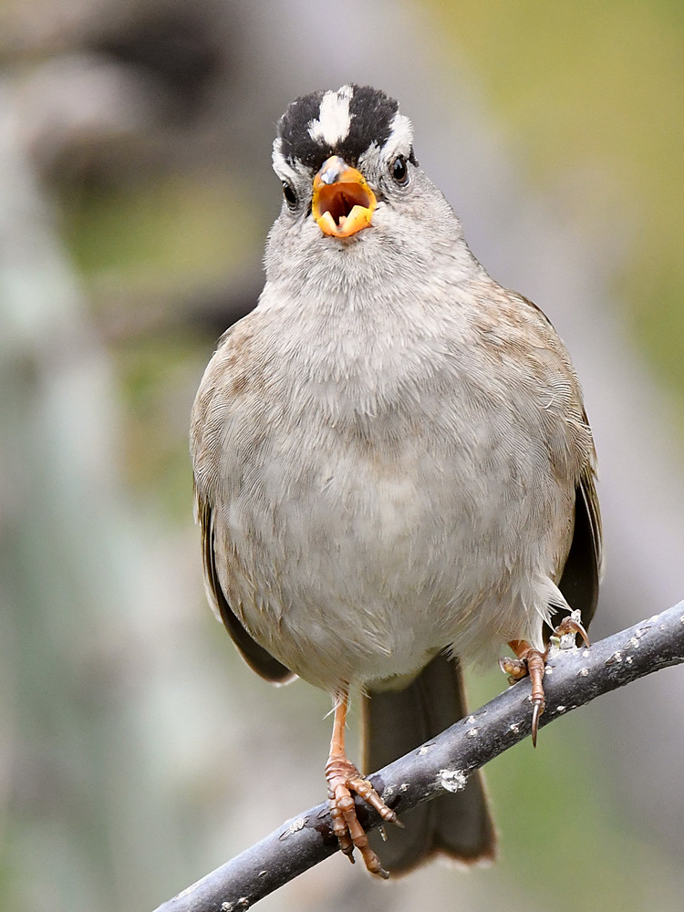 Sparrow3.jpg