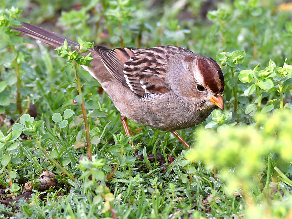 Sparrow3.jpg