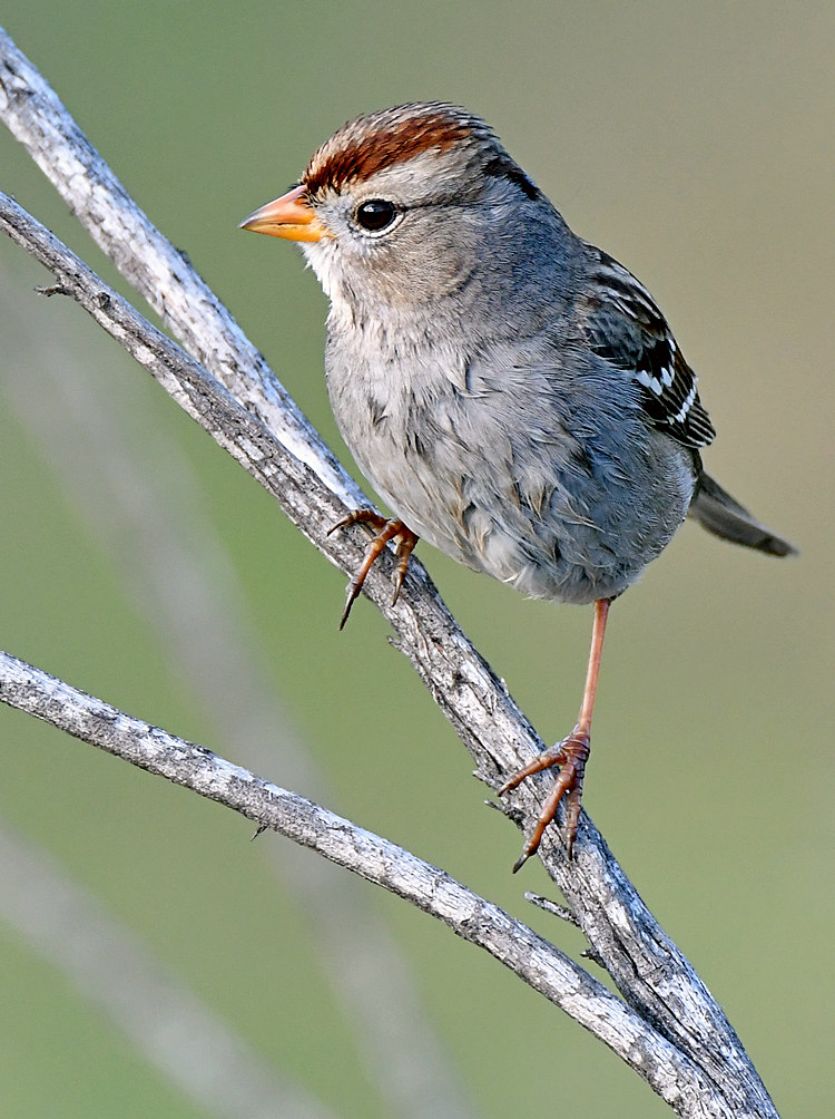 Sparrow3.jpg