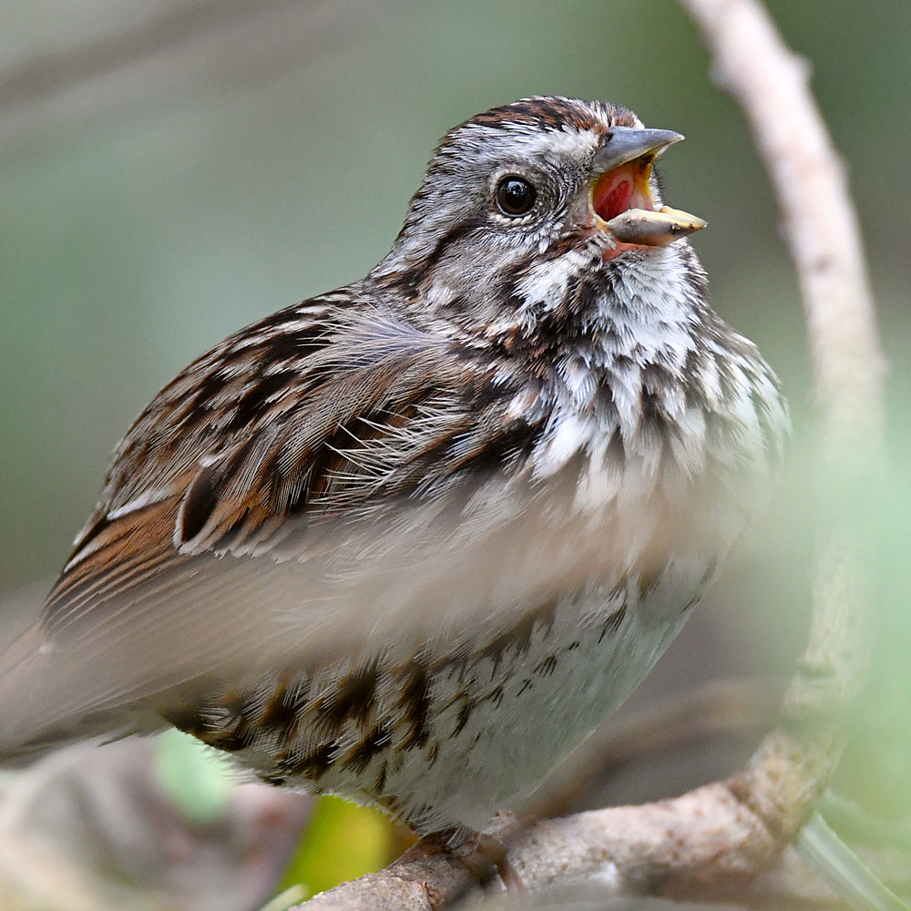 Sparrow3.jpg