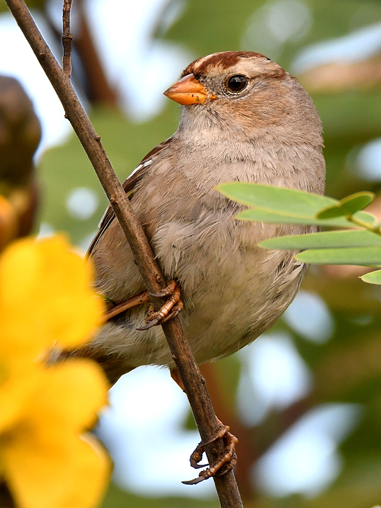 Sparrow3.jpg