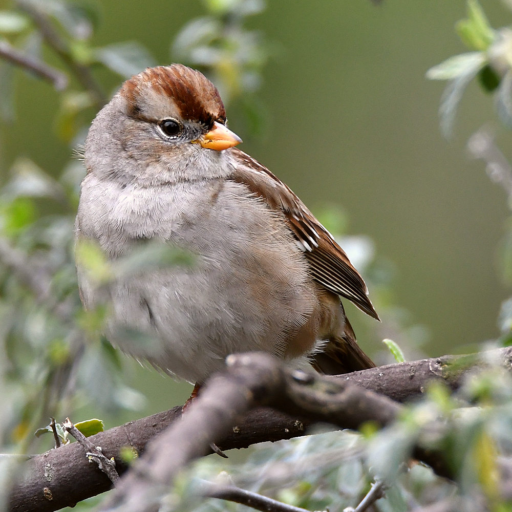 Sparrow3.jpg
