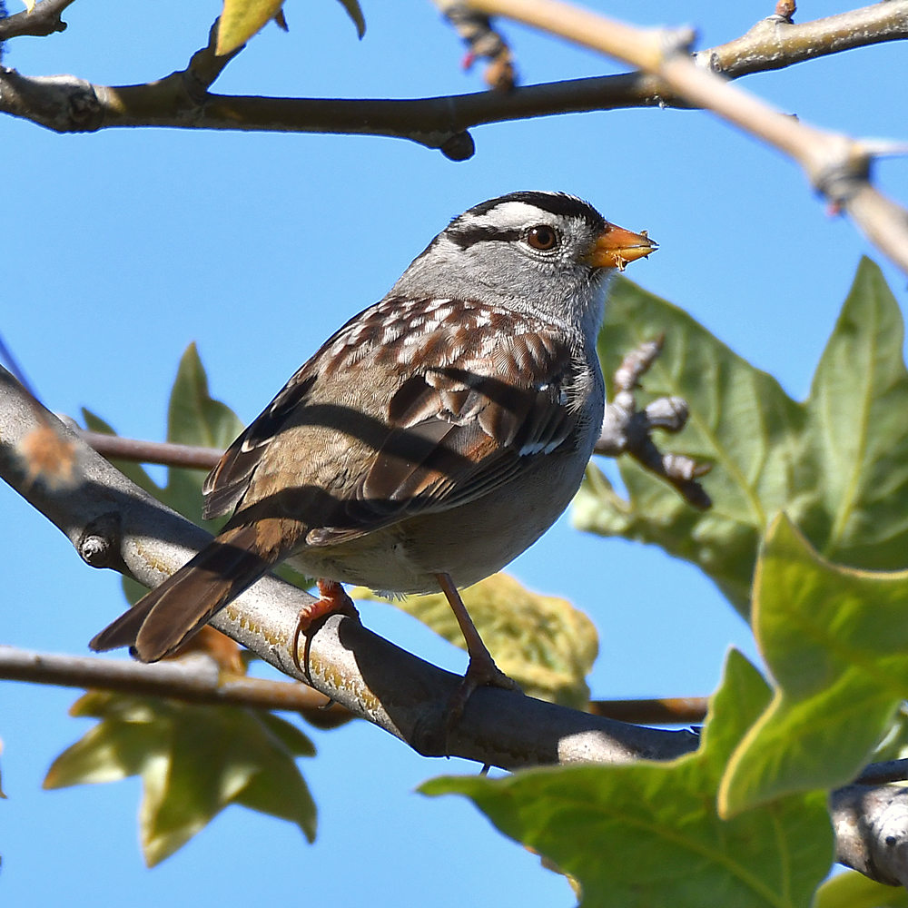 Sparrow3.jpg