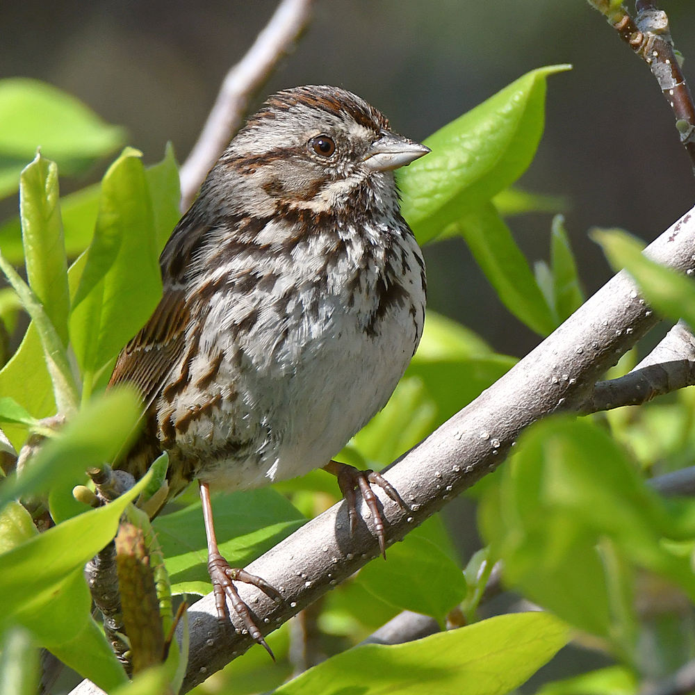 Sparrow3.jpg