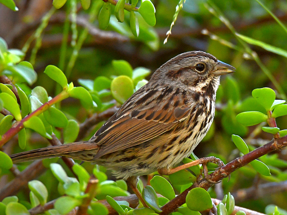 Sparrow3.jpg