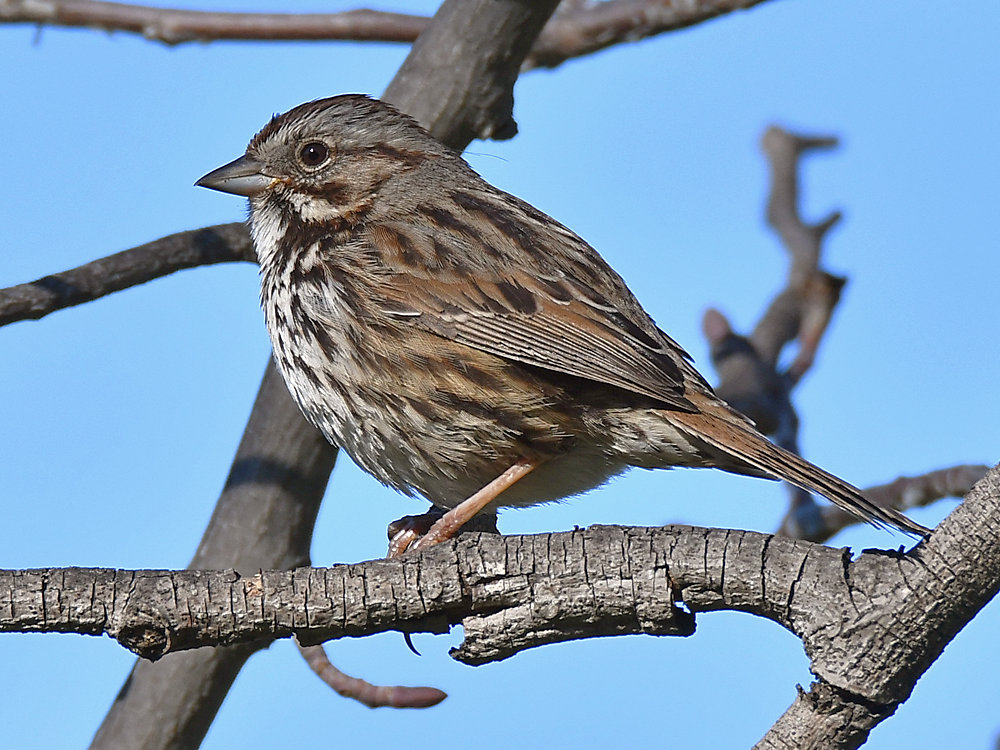 Sparrow3.jpg