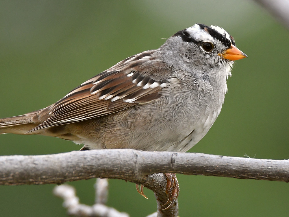Sparrow3.jpg