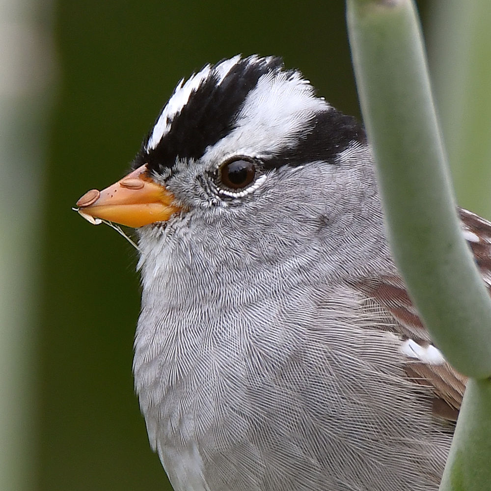 Sparrow3.jpg