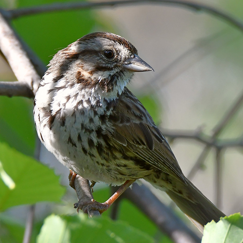 Sparrow3.jpg