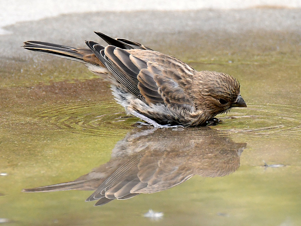 Sparrow3.jpg