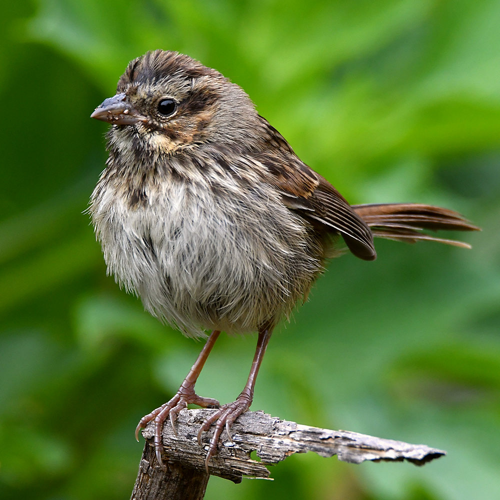 Sparrow3.jpg